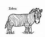 Zebra Coloring Pages Head Colouring Printable Clipart Realistic Drawing Animal Pattern Kids Getcolorings Clipartbest Kid Liberal Getdrawings Line Clipartmag Sheet sketch template