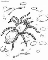 Spider Coloring Pages Tarantula Printable Kids Sheet Realistic Giant Spiders Redback Bestcoloringpagesforkids Printables Print Jumping Daring Rocks sketch template