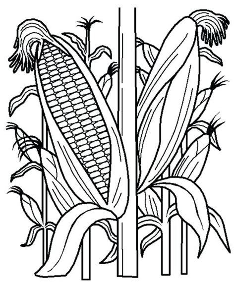 corn    coloring page