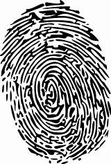 Fingerprint Forensics Finger Pixabay Vector sketch template