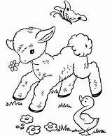 Coloring Lamb Easter Vintage Sheets Library Clipart Printable sketch template