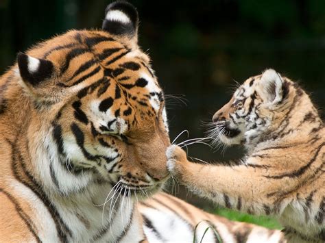 baby tiger plays  mom picture cutest baby animals