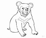 Bear Coloring Cub Pages Asia Capybara Drawing Baby Color Getcolorings Getdrawings Print Unbelievable Printable sketch template