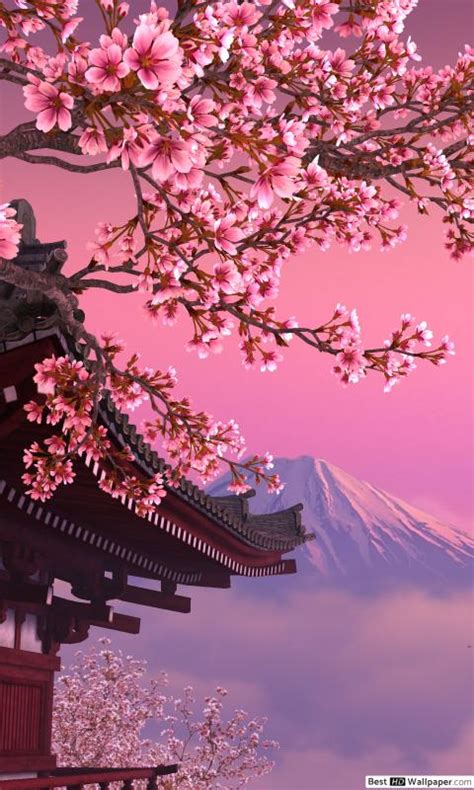 cherry blossom hd wallpaper download