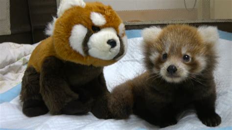 Despite Sad Start Cutest Red Panda You Ve Ever Seen Is Now