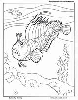 Coloring Fish Pages Two Seuss Dr Library Clipart Blenny sketch template