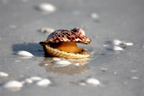 wildlife fact sheets sea scallop ocean conservancy