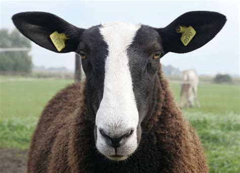 nederlands zwartbles schapenstamboek home schapen nederland