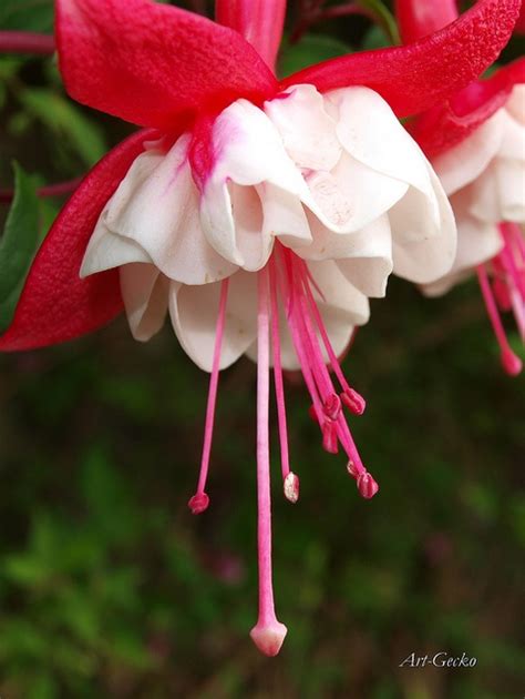 200 best images about lovely fuschia on pinterest hanging baskets