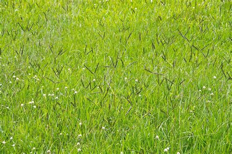 drought resistant grasses   maintenance lawns
