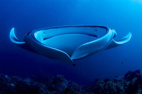 picture   day giant manta ray filter feeding twistedsifter