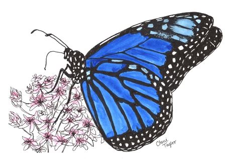blue monarch butterfly  cherie taylor redbubble