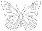 Butterfly Drawing Symmetry Outline Coloring Drawings Blank Pattern Template Patterns Printable Kids Tattoo 4kb Morpho Paintingvalley Shirt sketch template