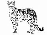 Cheetah Coloring Standing Netart Color Print sketch template
