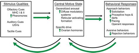 frontiers sex drugs and the medial amygdala a model of enhanced