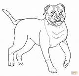 Bulldog Ausmalbilder Americano Bulldogs Zeichnen Kids sketch template