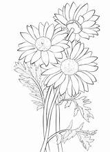 Coloring Daisy Drawing Printable Pages Marguerite Flowers Colouring Daisies Flower Crafts Clipart Color Cartoon Printables Category Select Nature Cartoons Drawings sketch template