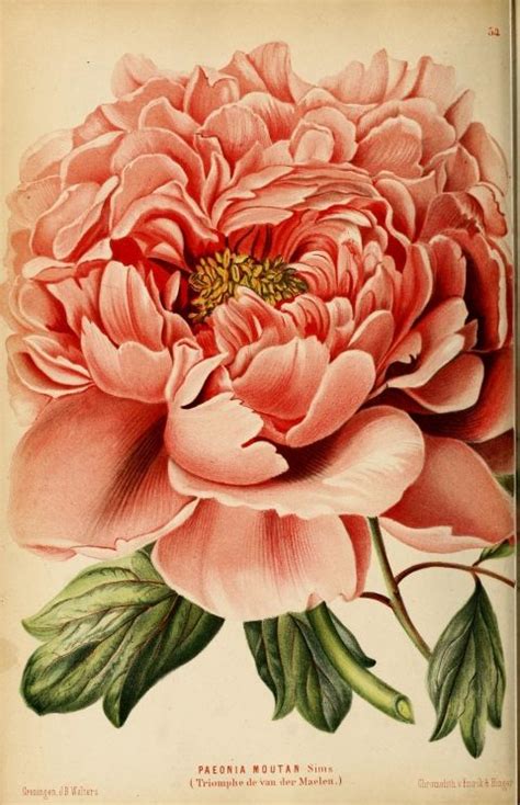 printable vintage floral images flower art flower prints art