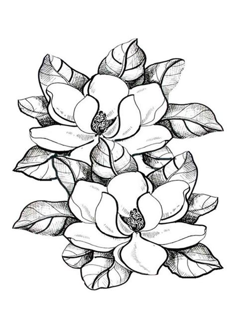 magnolia flower coloring pages flower coloring pages flower drawing