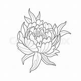 Peony Flower Drawing Coloring Vector Monochrome Simple Illustration Book Drawn Hand Drawings Pages sketch template