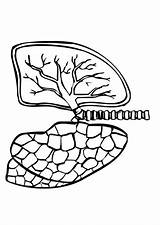 Coloring Lungs Edupics Sheets sketch template