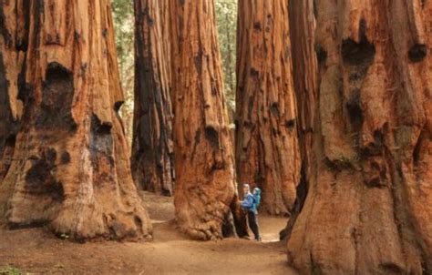 sequoia national park full day  sequoia sightseeing tours
