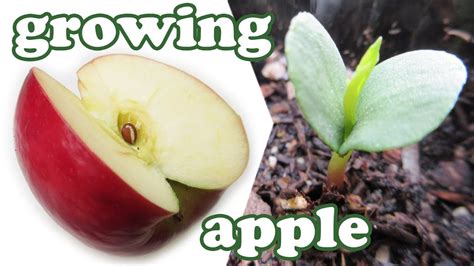 grow  apple tree  seeds growing apples fruits planting