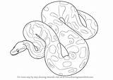 Python Drawing Snake Draw Step Ball Reptiles Burmese Drawings Getdrawings Tutorials Learn sketch template