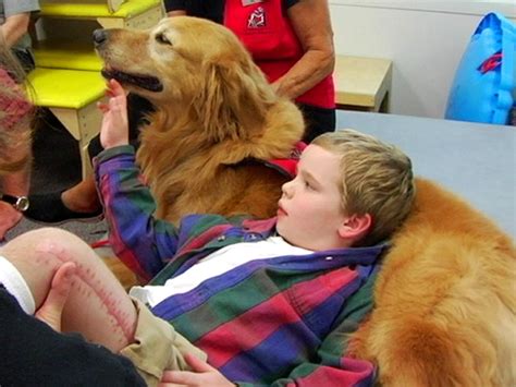 therapy pets therapy animals doggie docs horse helpers