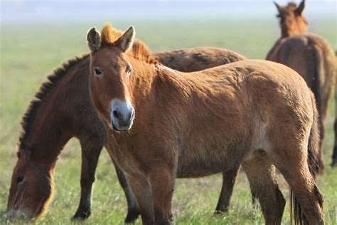 wild horse tarpan animal  creative market