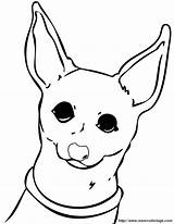 Chihuahua Coloring Pages Dog Lab Drawing Chiwawa Cute Color Printable Kids Dogs Puppy Line Chihuahuas Print Clipart Getdrawings Curious Library sketch template