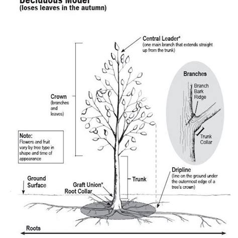 parts   tree diagram derslatnaback