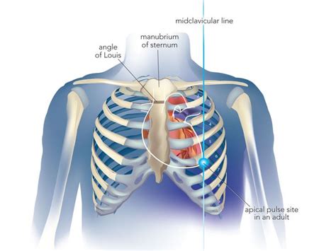 apical pulse apical pulse pulses nursing study