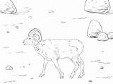 Sheep Supercoloring sketch template