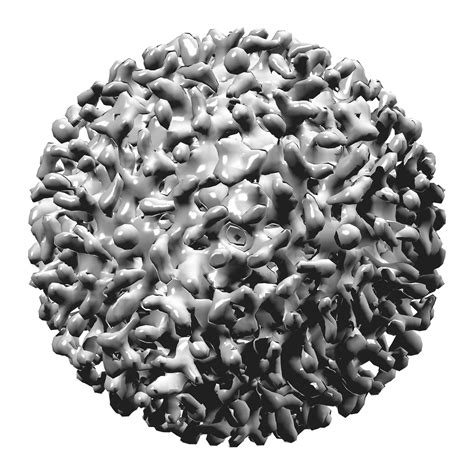 hepatitis  virus sheds light  ancient human population movements