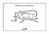 Grillo Bichos Fichas Insectos Grillos Infantil Escuelaenlanube sketch template
