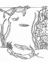 Mountains Sea Coloring Sheet Archive Amphibians Specialist Teaches Variety Adam Worksheet Included Program Ve Also sketch template