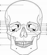 Skull Anterior Bones Aspect Position Fig sketch template