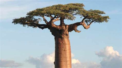 africa s rare baobab is the world s new superfood craze