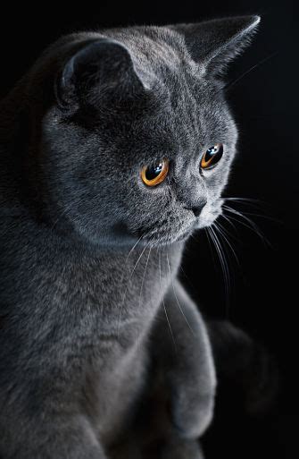 british shorthair cat cat breeds encyclopedia