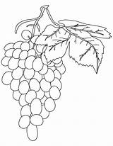 Grapes Weintrauben Uvas Cacho Ausmalbild Frutas Colorironline Onlinecoloringpages sketch template