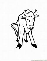 Coloring Pages Cattle Longhorn Head Popular Template sketch template
