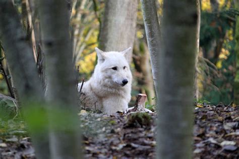White Wolf John Drake Flickr