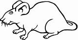 Rata Ratos Domowy Szczurek Ratas Ratinhos Kolorowanki Kolorowanka Koty Druku Szczury Supercoloring Mamydzieci Małymi Zwierzątko Jedni Mają Psy Każdy Inni sketch template