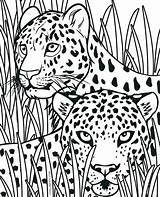 Cheetah Coloring Pages Realistic Animal Print Cub Printable Tribal Cheetahs Adults Getcolorings King Color Kids Sheets Getdrawings Pic Cubs Colorings sketch template