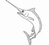 Espada Pez Peixe Pesce Spada Swordfish Espadon Espasa Peix Stampare Colorier Dibuix Dibuixos Acolore Coloritou sketch template