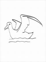 Coloring Albatross Pages Water Coloringbay sketch template