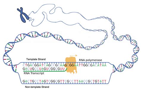 transcription  dna  rna mhcc biology  biology  health professions