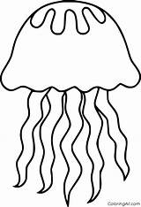 Jellyfish Coloringall Ocean Realistic sketch template