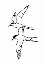 Uccelli Kleurplaat Vogels Kleurplaten Vliegende Tern Tekenen Edupics Downloaden sketch template